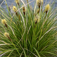 Pennsylvania Sedge