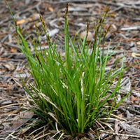 Pennsylvania Sedge