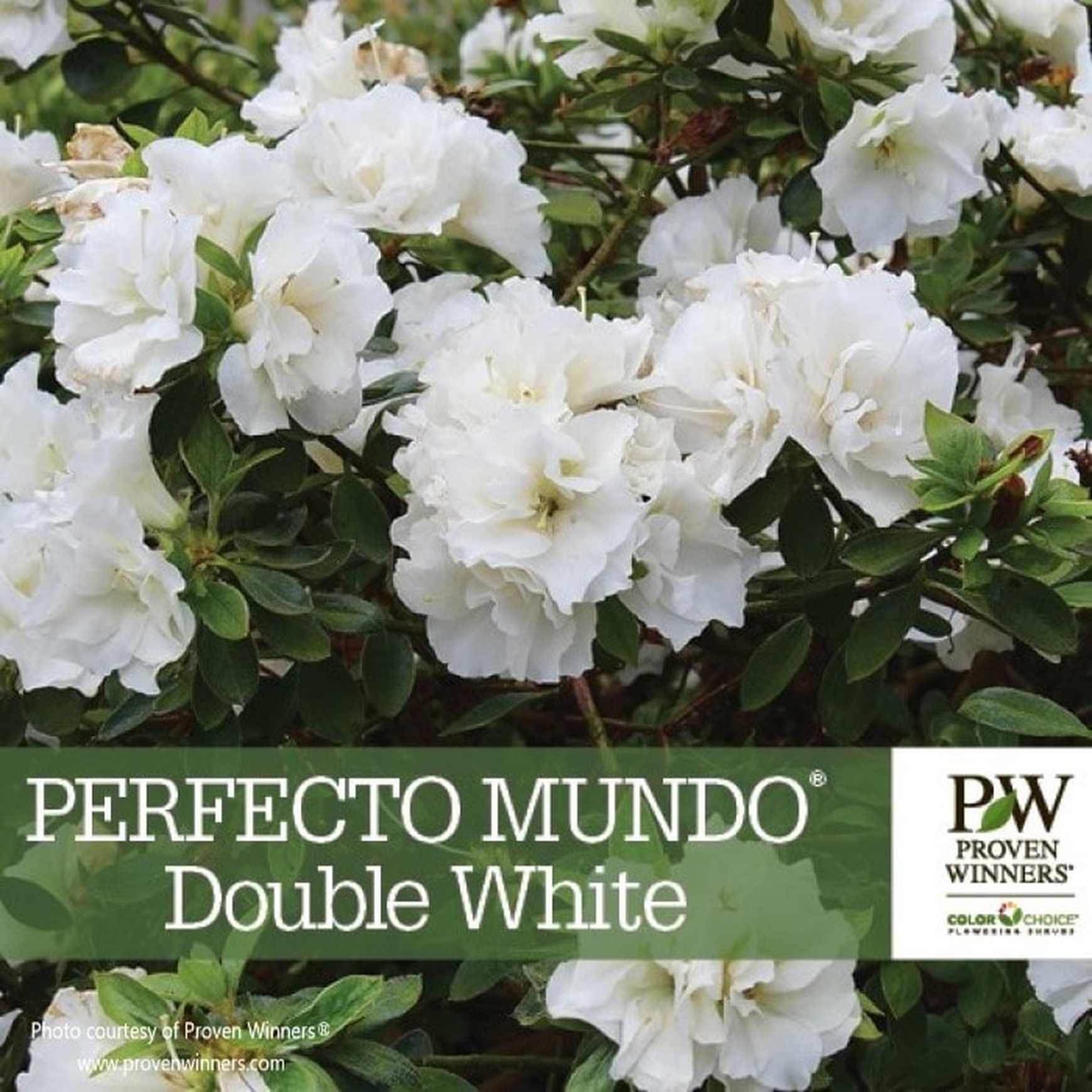 Perfecto Mundo® Double White Reblooming Azalea – Almanac Planting Co