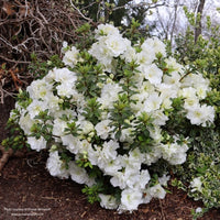 Almanac Planting Co: Perfecto Mundo® Double White Reblooming Azalea by Proven Winners. Growing mature on a bank surrounded by other plants.
