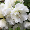 Almanac Planting Co: Perfecto Mundo® Double White Reblooming Azalea by Proven Winners. A close up image of a pure white bloom.