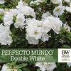 Almanac Planting Co Perfecto Mundo® Double White Reblooming Azalea. A bunch of white blooms with Proven Winners branding.