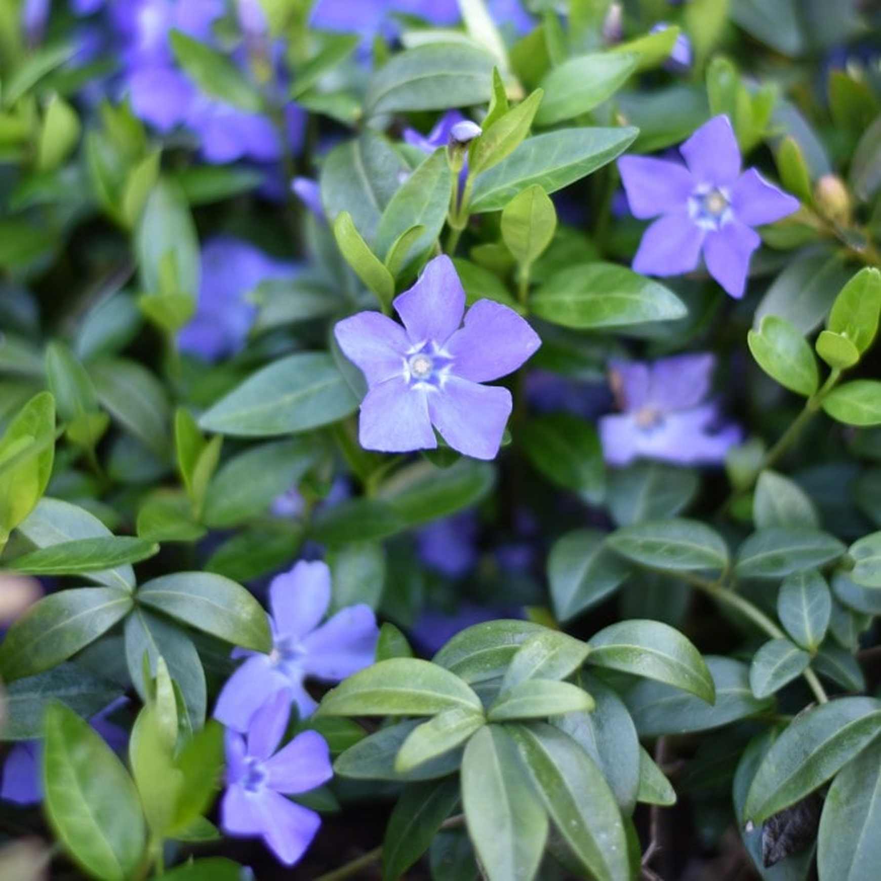 periwinkle with philodendron Periwinkle (Creeping Myrtle)