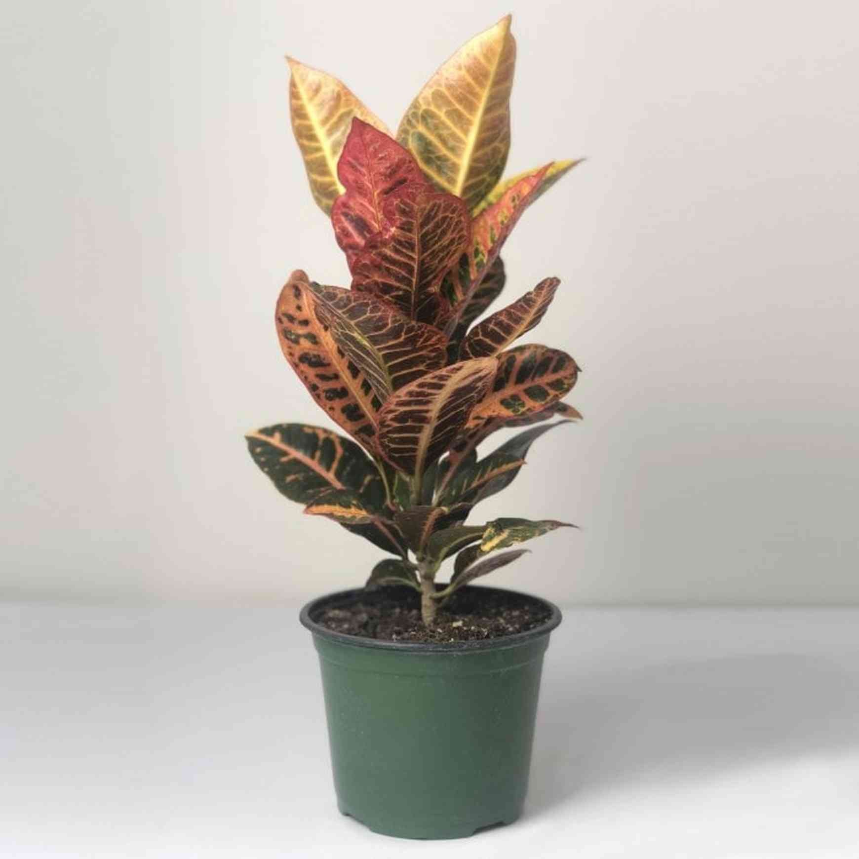 Almanac Planting Co: Petra Croton plant with broad glossy leaves in vibrant shades of red, orange, yellow, and green in decorative pot