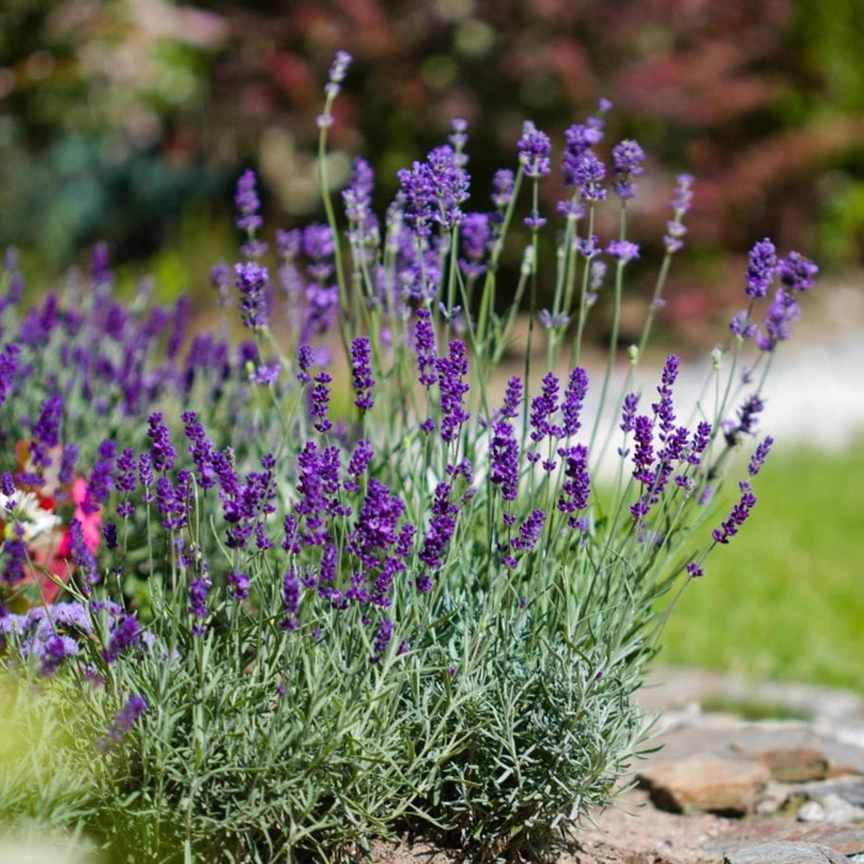 Almanac Planting Co: Phenomenal Lavender shown thriving in a sunlit perennial bed, its fragrant purple blooms standing tall against silvery foliage. A resilient, deer-resistant variety perfect for borders, pollinator gardens, and low-maintenance landscapes.