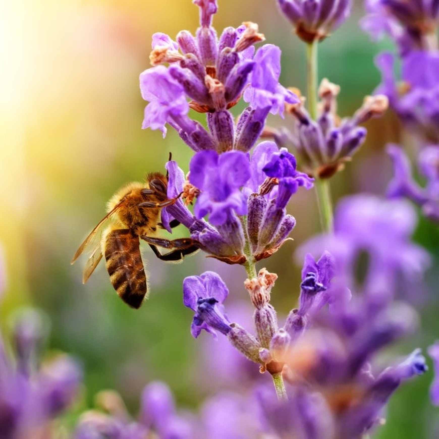 Almanac Planting Co: A close-up of Phenomenal Lavender in full bloom as a honeybee gathers nectar, highlighting its value as a pollinator magnet. Ideal for organic gardeners and naturalistic designs looking to support beneficial wildlife.