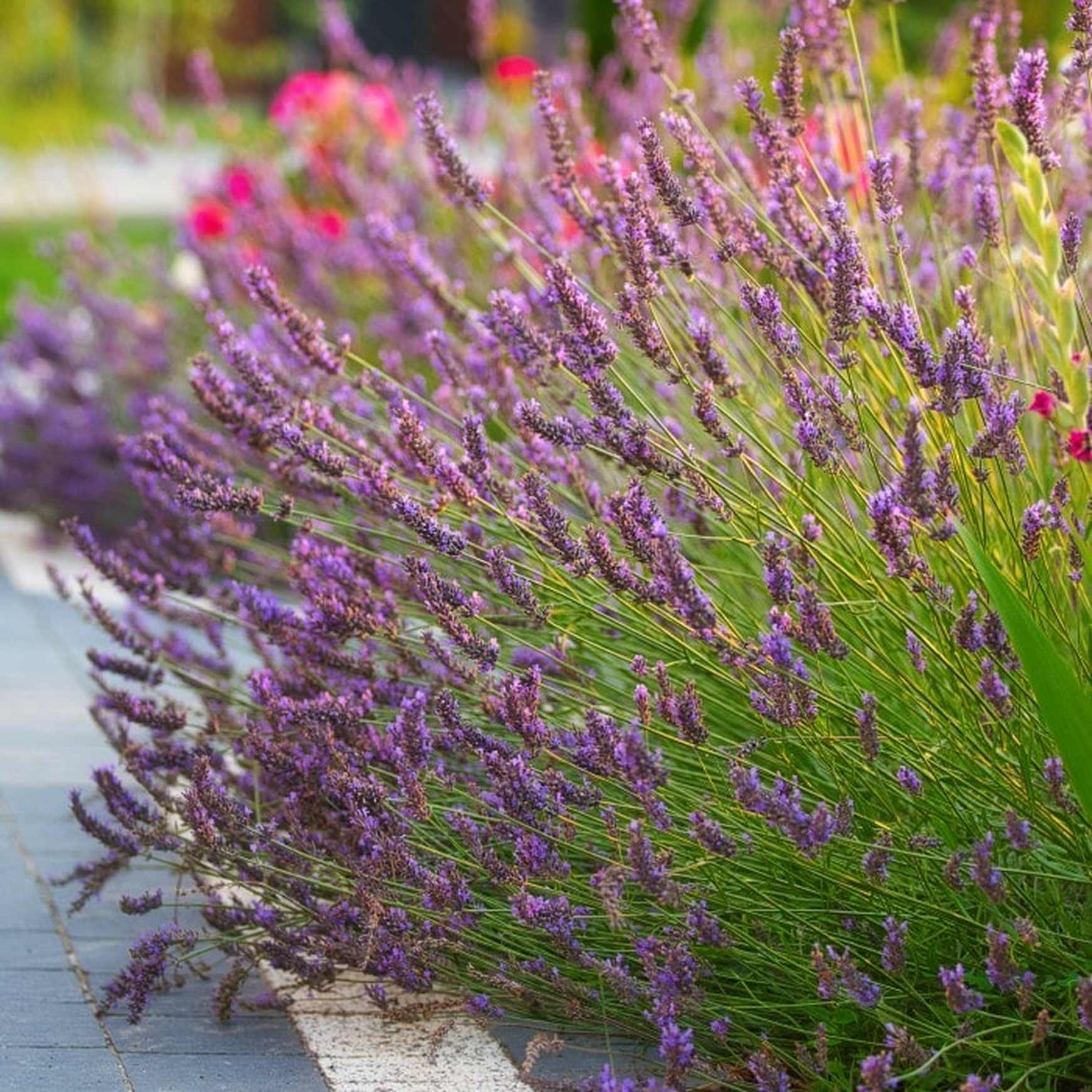 mediterranean lavender plant Phenomenal® Lavender