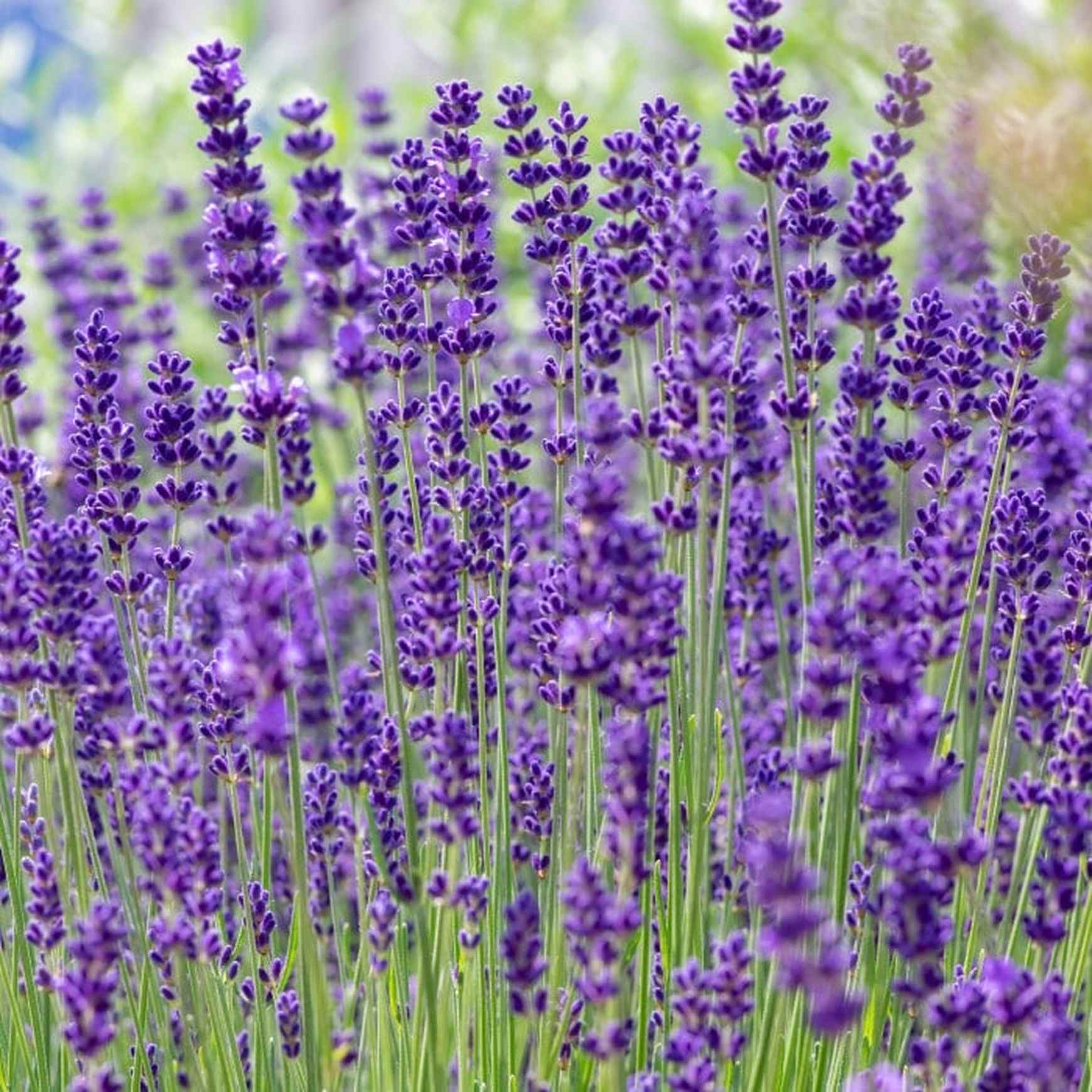Almanac Planting Co: A dense drift of Phenomenal Lavender flowers glows in soft sunlight, capturing the plant’s lush habit and deep violet color. A perfect fit for mass plantings, xeriscaping, and sensory gardens with year-round appeal.