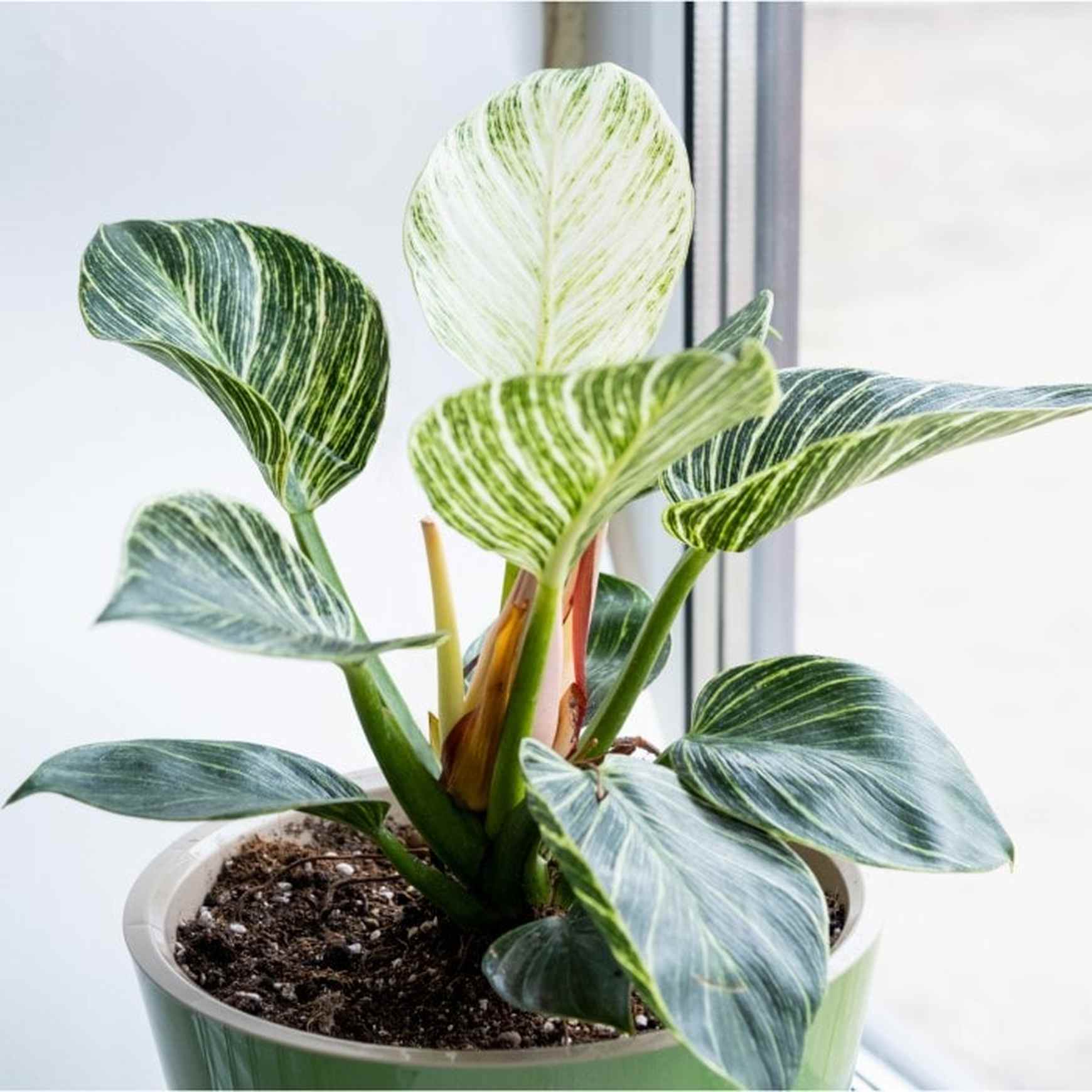 Almanac Planting Co Birkin Philodendron (Philodendron 'Birkin') potted in a green ceramic pot on a table next to a window.