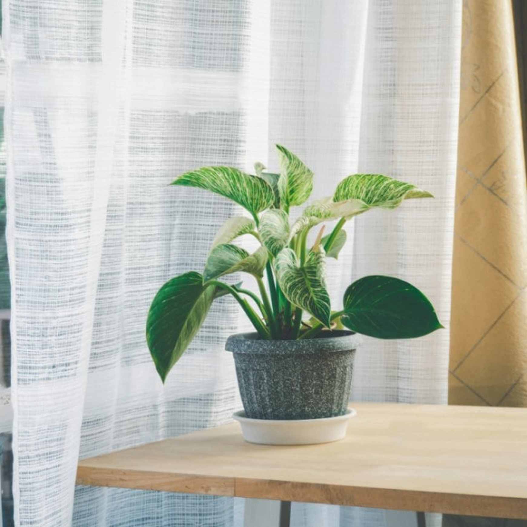 Almanac Planting Co Large Birkin Philodendron (Philodendron 'Birkin') potted in a gray speckled pot on a wooden table next to a window with drapes.