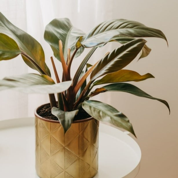 Almanac Planting Co Rojo Congo Philodendron (Red Philodendron) in a gold, metallic pot on a white table next to a window that's covered by a white drape.