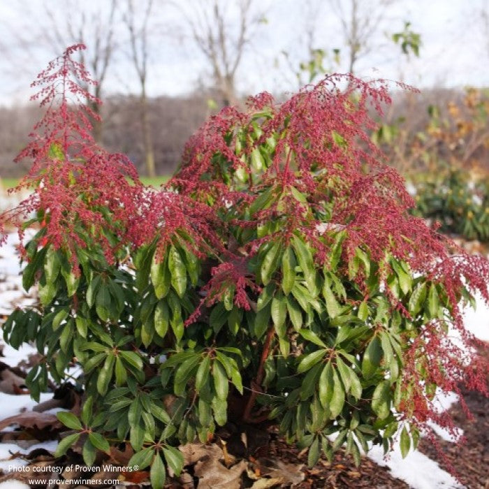 Almanac Planting Co: Proven Winners® 'Interstella' Pieris in a winter landscape, with deep red buds and evergreen leaves.