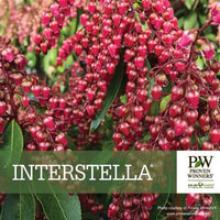 Almanac Planting Co: Proven Winners® 'Interstella' Pieris, close-up of emerging red flower buds on vibrant green foliage.
