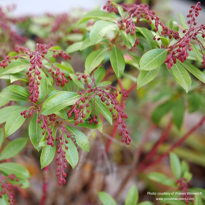 Almanac Planting Co: Proven Winners® 'Interstella' Pieris with budding red flowers amidst lush green leaves.
