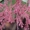 Almanac Planting Co: Proven Winners® 'Interstella' Pieris, clusters of bell-shaped pink buds ready to bloom.