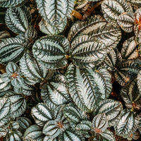 Almanac Planting Co: Close-up of Pilea ‘Norfolk’ foliage showing detailed bronze-green leaves with silver highlights and fine texture