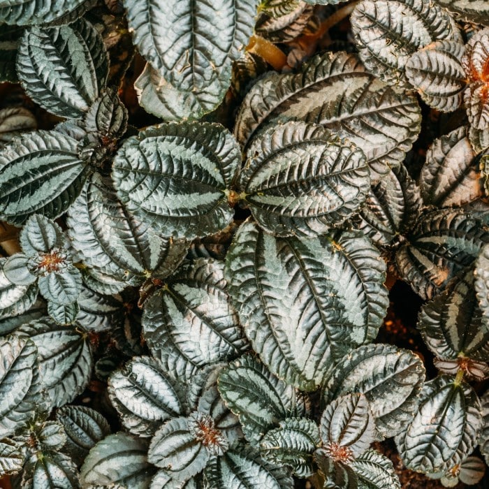 Almanac Planting Co: Close-up of Pilea ‘Norfolk’ foliage showing detailed bronze-green leaves with silver highlights and fine texture