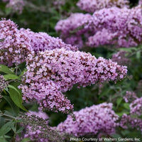 Almanac Planting Co: A close-up of Buddleia ‘Pink Cascade II’ shows its cascading clusters of fragrant, soft pink blooms. This butterfly bush attracts pollinators all summer long, adding color, movement, and fragrance to any sunny garden.