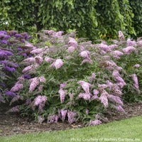Almanac Planting Co: This mass planting of Buddleia ‘Pink Cascade II’ forms a lush display of arching pink flower panicles. Loved by butterflies and hummingbirds, this compact shrub brings continuous blooms and effortless charm to the landscape.