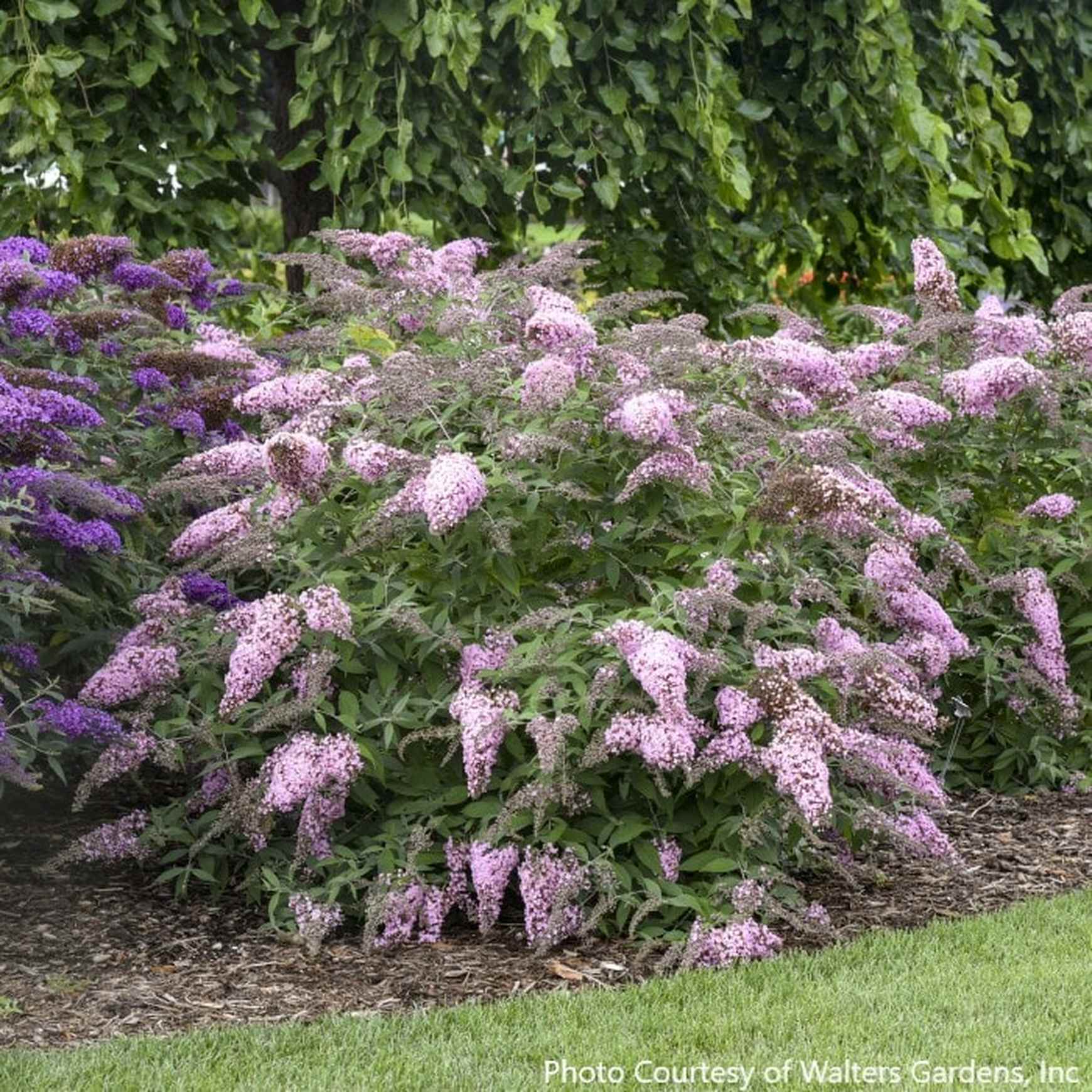 Almanac Planting Co: This mass planting of Buddleia ‘Pink Cascade II’ forms a lush display of arching pink flower panicles. Loved by butterflies and hummingbirds, this compact shrub brings continuous blooms and effortless charm to the landscape.