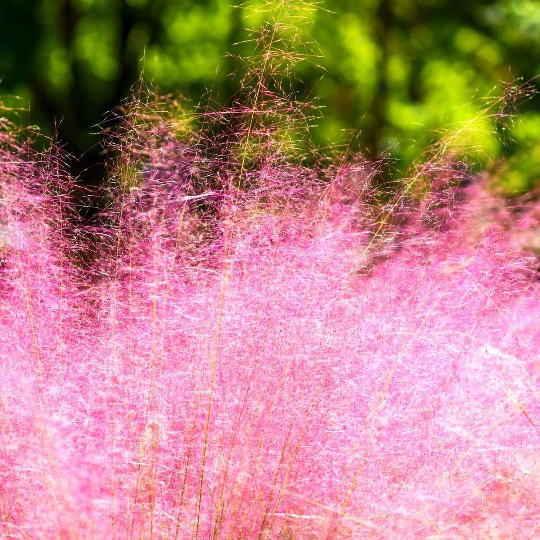 Almanac Planting Co: Pink Muhly Grass in full bloom with airy pink plumes in late summer sunlight