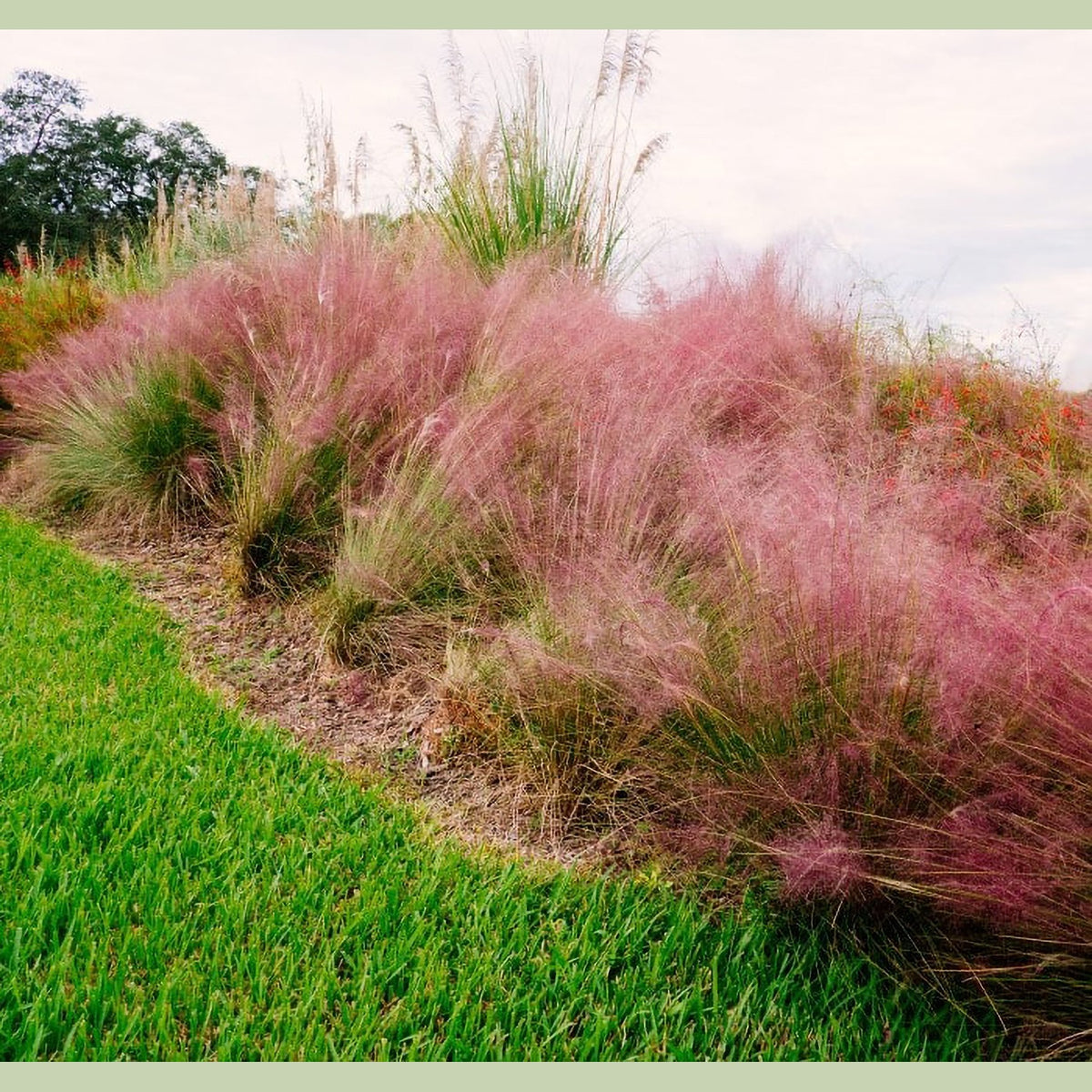 Almanac Planting Co: Mass planting of Pink Muhly Grass creating a soft pink landscape border