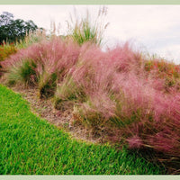 Almanac Planting Co: Mass planting of Pink Muhly Grass creating a soft pink landscape border