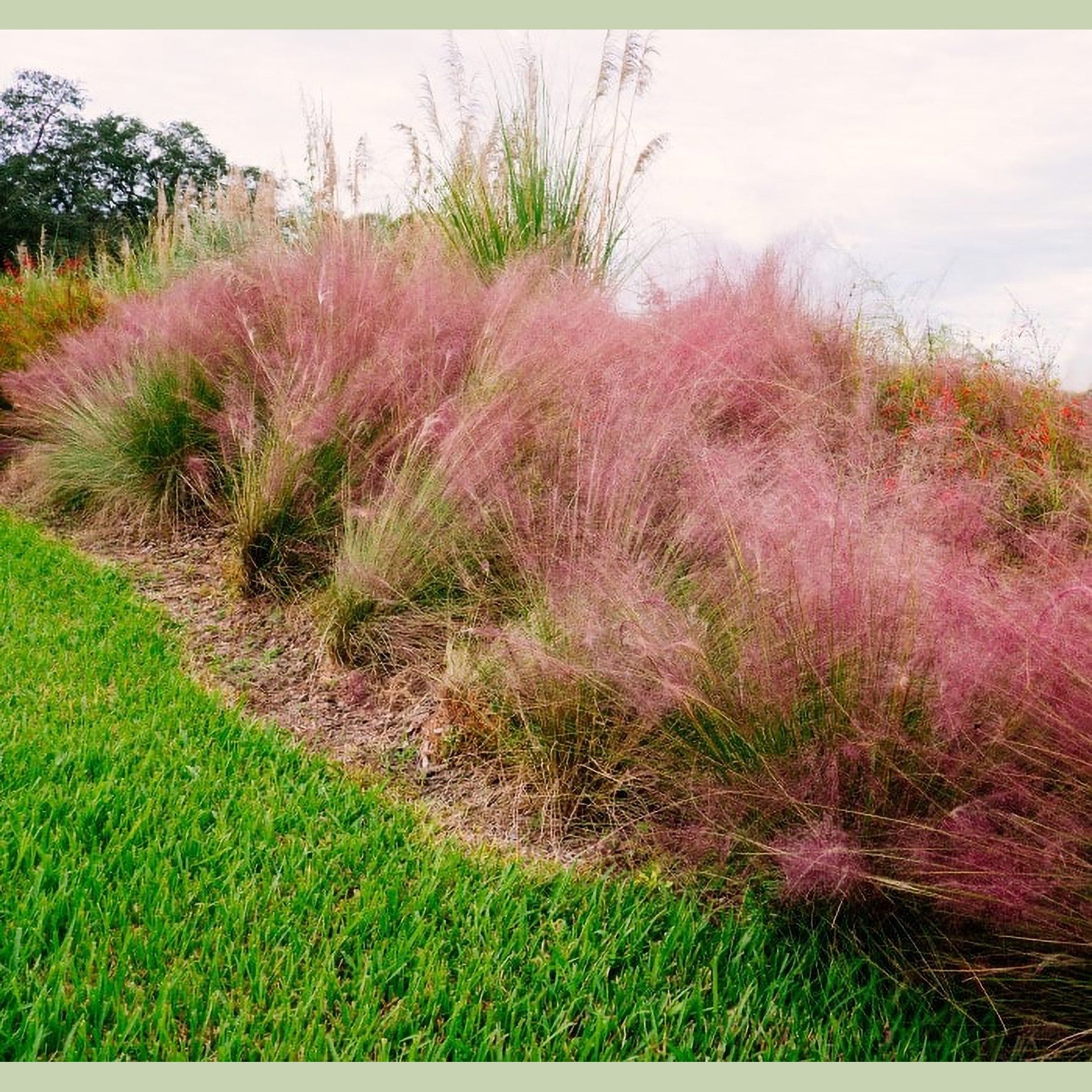 Almanac Planting Co: Mass planting of Pink Muhly Grass creating a soft pink landscape border