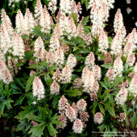 Pink Skyrocket Foamflower