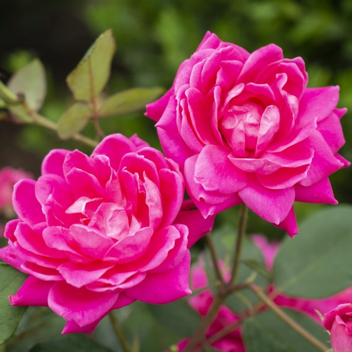 Almanac Planting Co: Close-up view of the Pink Double Knock Out Rose (Rosa 'Radtko'), showcasing the flower's deep pink hue and layered petals. Ideal for gardeners seeking a low-maintenance yet stunning floral addition to their outdoor spaces.