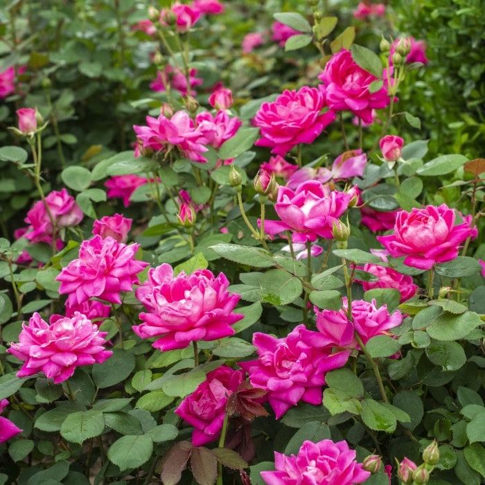  Almanac Planting Co: A vibrant display of Pink Double Knock Out Roses (Rosa 'Radtko') flourishing in a lush garden setting. These hardy shrubs are renowned for their disease resistance and continuous blooms, perfect for adding a splash of color to any landscape design.