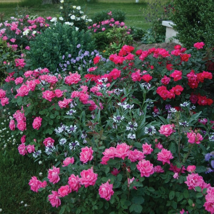 Almanac Planting Co: This picturesque garden bed features an abundance of Pink Double Knock Out Roses (Rosa 'Radtko'), interspersed with complementary perennials. The roses' bright pink blossoms and maintenance-friendly nature make them a top pick for year-round garden appeal.