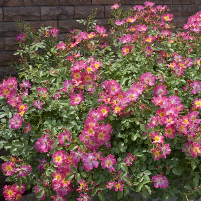 Almanac Planting Co: Pink Drift Roses (Rosa 'Meijocos') flourishing in front of a brick wall, their masses of vibrant, ombré-pink blooms creating a stunning display of color and texture, ideal for garden borders or as an accent in urban garden settings.