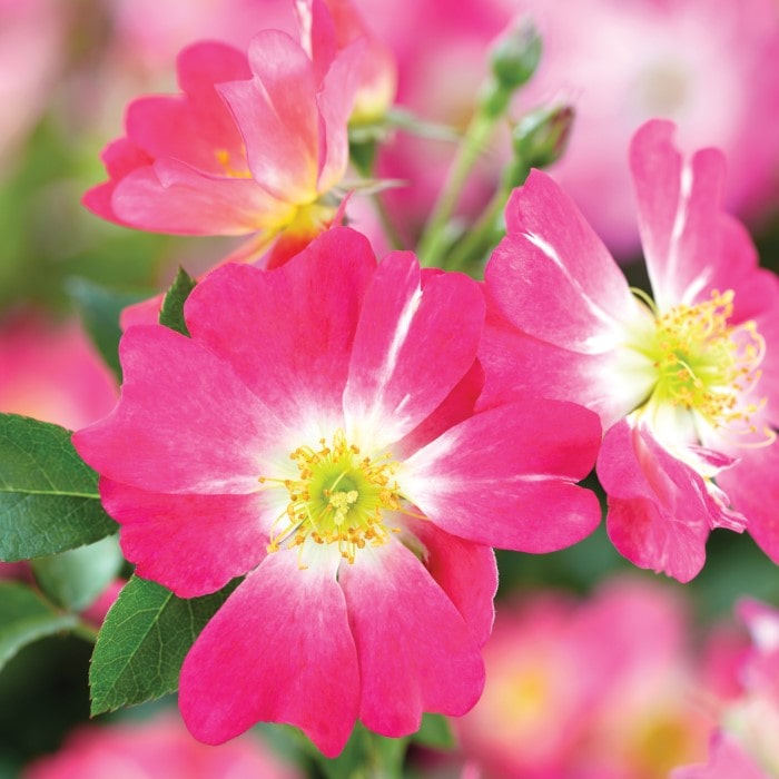 Almanac Planting Co: The Pink Drift Rose (Rosa 'Meijocos') in full bloom, featuring petals that blend from deep pink to light with a sunny yellow center, showcasing its suitability for ground cover and continuous bloom, making it a favorite for sustainable, low-maintenance gardens.