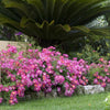 Almanac Planting Co: A garden landscape highlighted by Pink Drift Roses (Rosa 'Meijocos'), with a striking cycad adding tropical flair in the background, exemplifying these roses' versatility in complementing various garden styles and their ease of cultivation.
