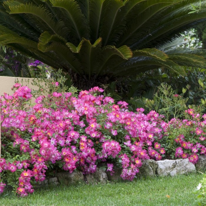 Almanac Planting Co: A garden landscape highlighted by Pink Drift Roses (Rosa 'Meijocos'), with a striking cycad adding tropical flair in the background, exemplifying these roses' versatility in complementing various garden styles and their ease of cultivation.