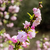 Almanac Planting Co: Close-up of Pink Flowering Almond (Dwarf Flowering Almond) flowers, highlighting the intricate beauty of the double pink blossoms. This compact shrub is ideal for small gardens and borders.