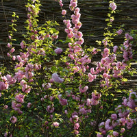 Almanac Planting Co: Pink Flowering Almond (Prunus glandulosa) with its abundant clusters of vibrant pink flowers, offering a beautiful focal point for any garden. This ornamental shrub thrives in full sun to partial shade.