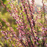 Almanac Planting Co: Pink Flowering Almond (Prunus glandulosa) in full bloom, showcasing delicate pink blossoms that create a stunning display in spring. This ornamental shrub is perfect for adding a burst of color to garden landscapes.