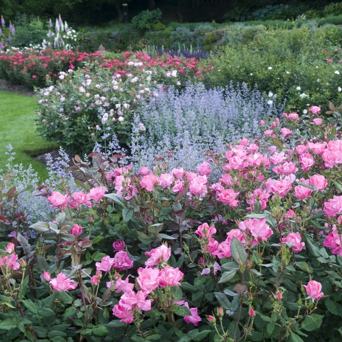 Almanac Planting Co: A sweeping view of a garden bed with Pink Knockout Roses (Rosa 'Radcon') in full bloom, nestled among various garden plants, showcasing how these roses can serve as a long-blooming focal point in a mixed border or a formal rose garden setting.
