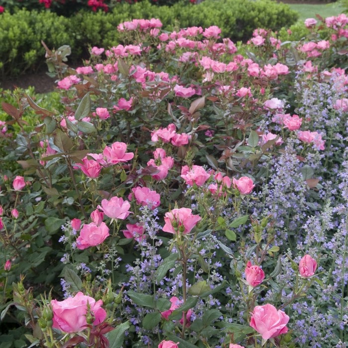 Almanac Planting Co: Flourishing Pink Knockout Roses (Rosa 'Radcon') amidst a complementary sea of purple catmint (Nepeta), creating a harmonious color contrast that's a feast for the eyes, ideal for sustainable landscaping and attracting beneficial pollinators.