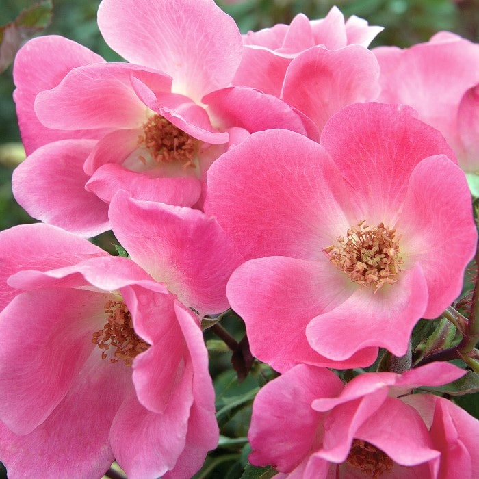 Almanac Planting Co: The Pink Knockout Rose (Rosa 'Radcon') is captured up close, revealing the stunning details of its blooms, from the delicate pink petals to the rich golden stamens, highlighting the plant's low maintenance and disease resistance qualities.