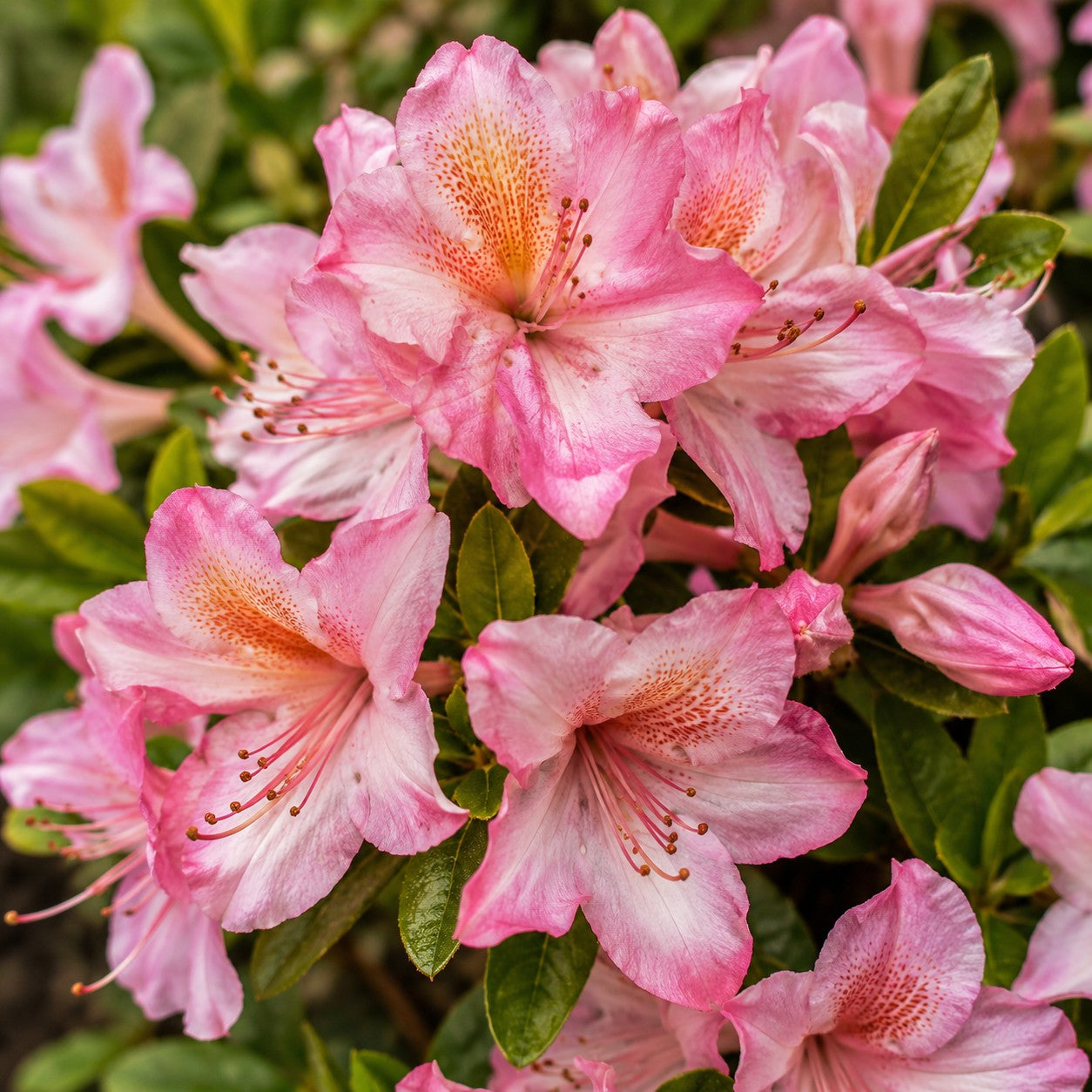 Swamp Azalea 'Pink Mist'