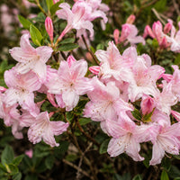 Swamp Azalea 'Pink Mist'