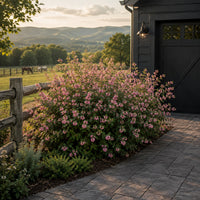 Pink Snowberry 'Marleen'