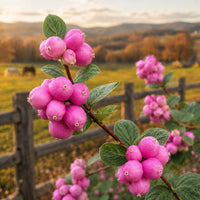 Pink Snowberry 'Marleen'