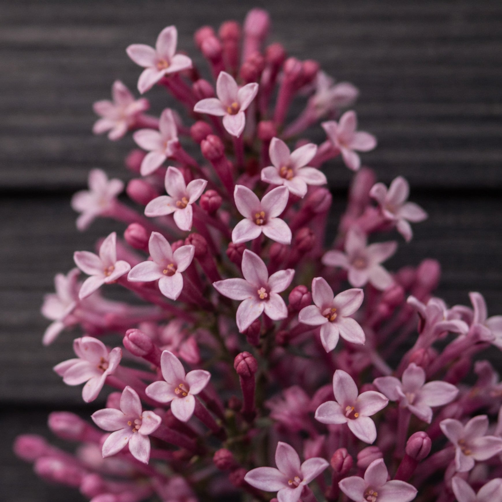 Plants for USDA Zone 6 – Page 9 – Almanac Planting Co