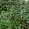 Almanac Planting Co: Branch detail of ‘Tiny Kurls’ White Pine highlighting fine needle texture and compact growth habit.
