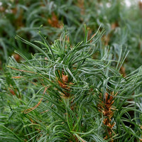 Almanac Planting Co: Branch detail of ‘Tiny Kurls’ White Pine highlighting fine needle texture and compact growth habit.