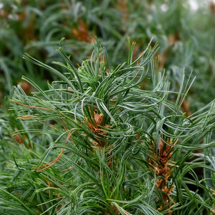 Almanac Planting Co: Branch detail of ‘Tiny Kurls’ White Pine highlighting fine needle texture and compact growth habit.